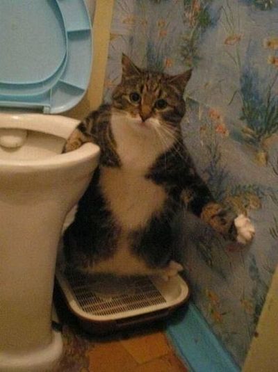 Can't you see I'm busy?